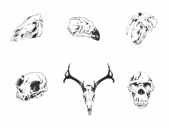 animal skull 